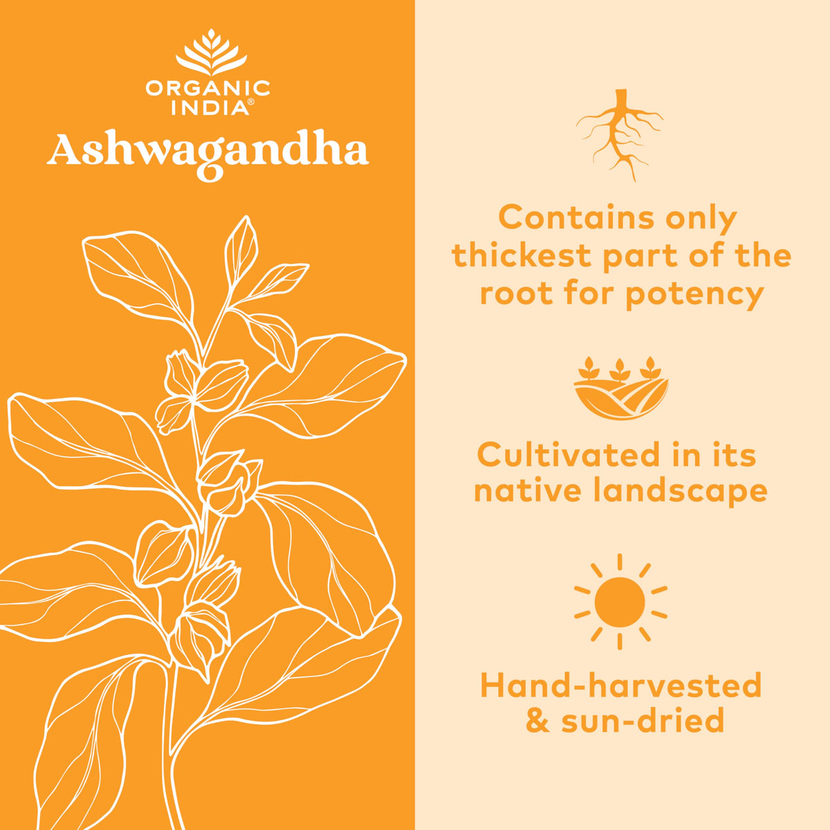 Ashwagandha Capsules 180 Capsules P8393
