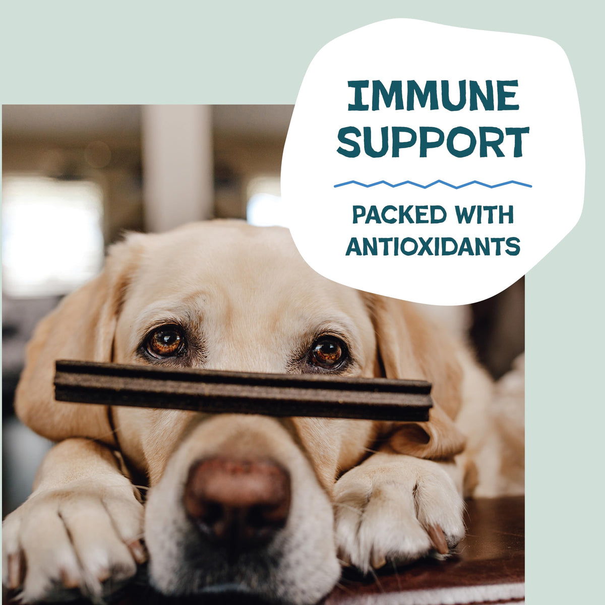 Blueberry & Mint Dental Chews for Dogs, 8 Chews J1187