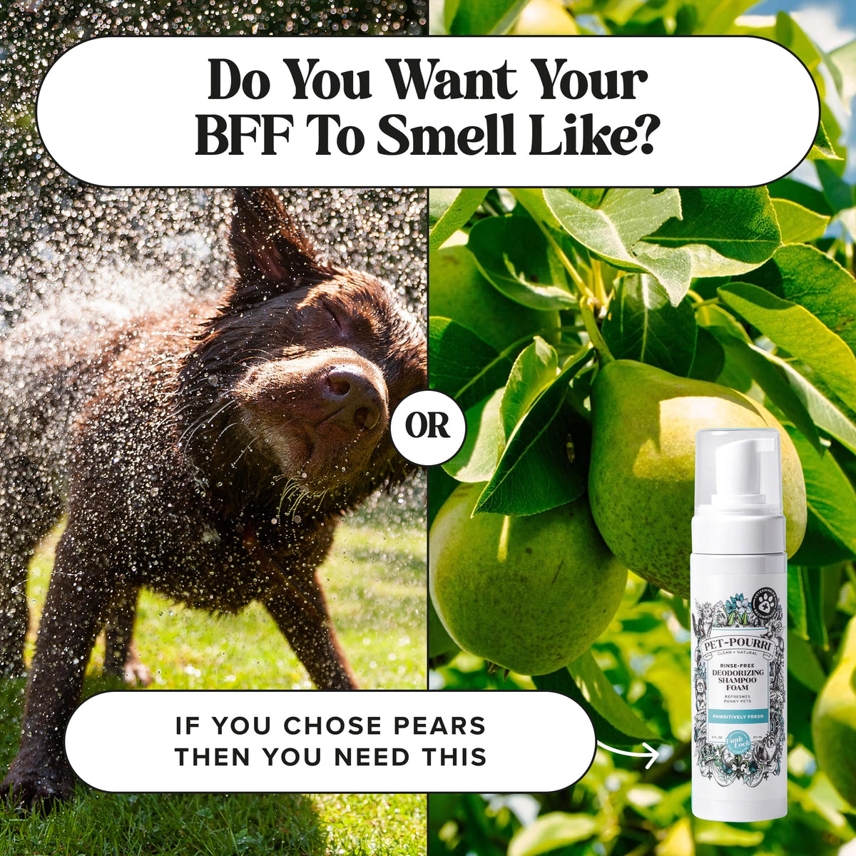 Rinse-Free Deodorizing Dry Shampoo for Dogs & Cats, 6 Fl Oz D464
